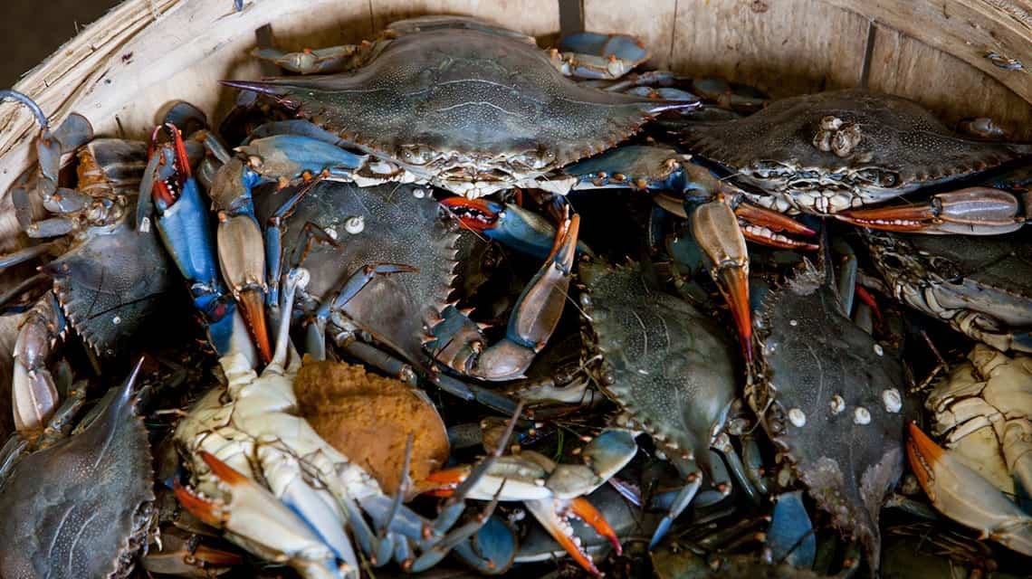 Chilpachole de jaiba